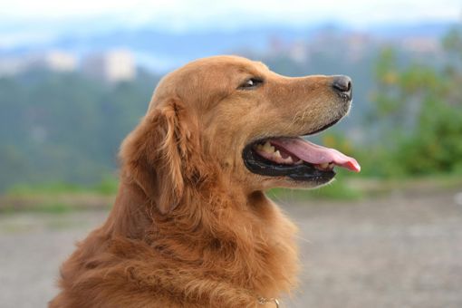 Moncalvo: 5° raduno di Golden retriever e una giornata indimenticabile per gli amanti di questa straordinaria razza Moncalvo: 5° raduno di Golden retriever e una giornata indimenticabile per gli amanti di questa straordinaria razza