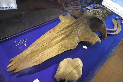 I resti della balenottera, uno dei reperti più importanti tra quelli custoditi nel Museo Paleontologico Astigiano