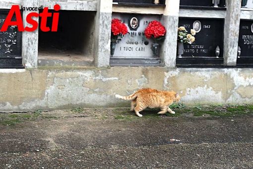 La colonia felina del cimitero di Asti (Merphefoto) La colonia felina del cimitero di Asti (Merphefoto)
