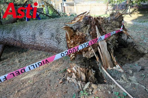 Alberi caduti ad Asti, Briccarello attacca la maggioranza: “Non sono colpevoli le piante, ma anni di incuria”. Interpellanza della minoranza [VIDEO]