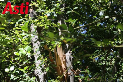 Immagini relative l'albero caduto - Ph. Merfephoto - Efrem Zanchettin Immagini relative l'albero caduto - Ph. Merfephoto - Efrem Zanchettin