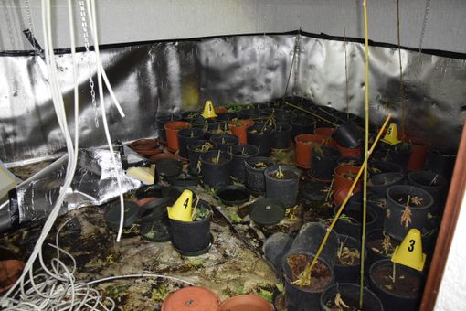 Quarto Superiore: rinvenute e sequestrate un’ottantina di piante di marijuana Quarto Superiore: rinvenute e sequestrate un’ottantina di piante di marijuana