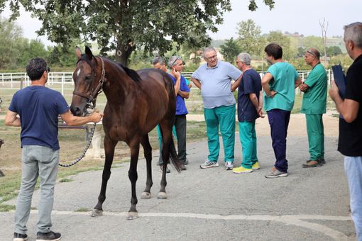 Palio di Asti: gli esiti delle prime visite veterinarie [AGGIORNATO] - VIDEO