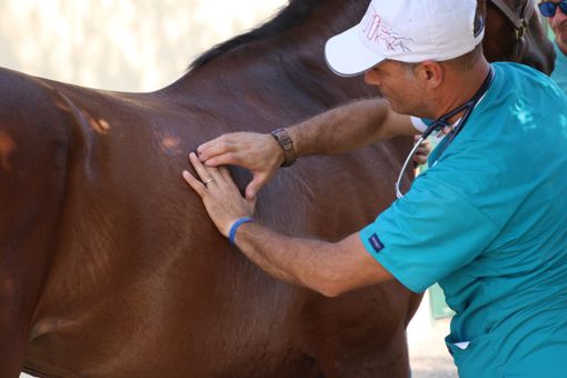 Aperte le iscrizioni per le corse di addestramento dei cavalli del Palio 2022 Aperte le iscrizioni per le corse di addestramento dei cavalli del Palio 2022