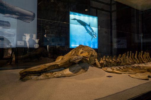 Proroga al 31 ottobre per la mostra “Balene Preistoriche”