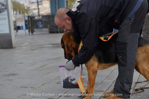 Nuovo workshop piemontese con cani molecolari e istruttori internazionali