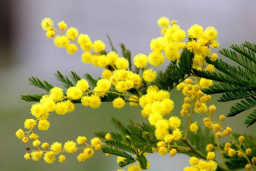 Mimosa festa della donna