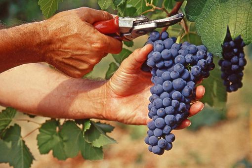 Vendemmia - Immagine d'archivio Vendemmia - Immagine d'archivio