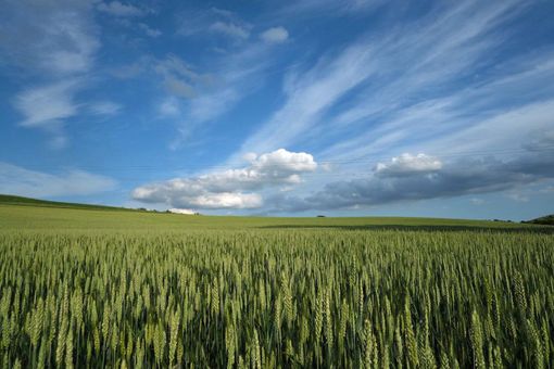 Al via la trebbiatura del grano. Coldiretti Asti: prevista una riduzione dei raccolti del 10%