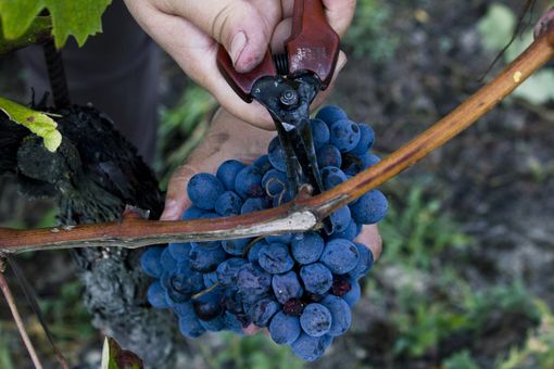 Un grappolo di uva Barbera