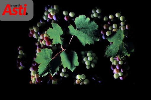 Fotogallery di MerfePhoto