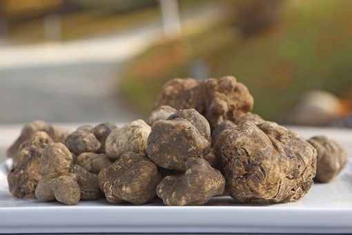 Tartufo dell’Astigiano: viaggio tra uomini, cani, boschi e fiere Tartufo dell’Astigiano: viaggio tra uomini, cani, boschi e fiere
