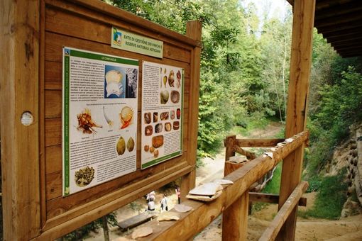 Il Distretto Paleontologico dell'Astigiano svela la bellezza di Valle Botto