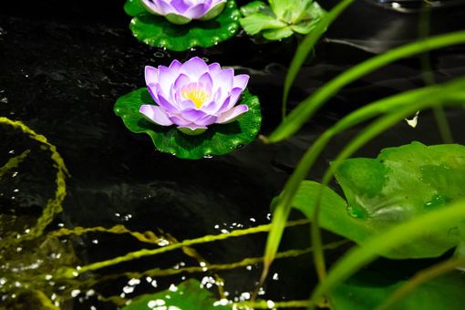 Piacenza: lo spettacolo della natura sboccia a Petsfestiva Piacenza: lo spettacolo della natura sboccia a Petsfestiva