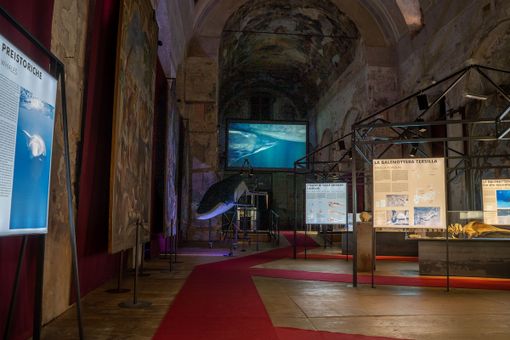 Fossili e vino, due unicità che si incontrano ad Asti al Paleontologico