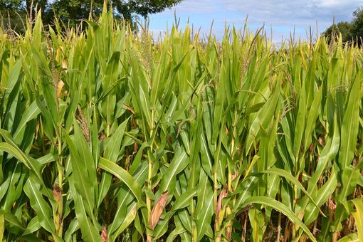 I campi di mais piemontesi assorbono sei milioni di tonnellate di CO2 all’anno