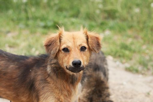 Montiglio Monferrato: cane precipita in un pozzo. Salvato grazie ai Vigili del Fuoco