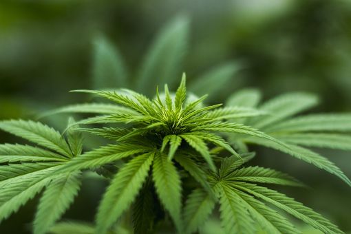 Marijuana medica: fa davvero al caso tuo?