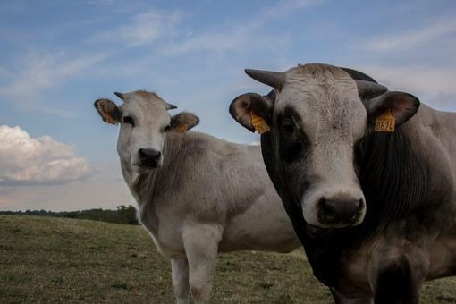 Casa Serra presenta la speciale degustazione “Fassona vs Scottish” Casa Serra presenta la speciale degustazione “Fassona vs Scottish”