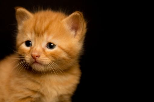 Gattino incastrato nel cofano di un'auto: salvato dai Vigili del Fuoco