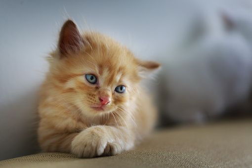 Ferrere: gattino intrappolato in un tubo, salvato dai Vigili del Fuoco Ferrere: gattino intrappolato in un tubo, salvato dai Vigili del Fuoco