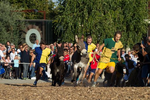 Cocconato: domenica, con l'inedito Palio dei bambini, si aprirà una ricca edizione 2019 del Palio degli asini Cocconato: domenica, con l'inedito Palio dei bambini, si aprirà una ricca edizione 2019 del Palio degli asini