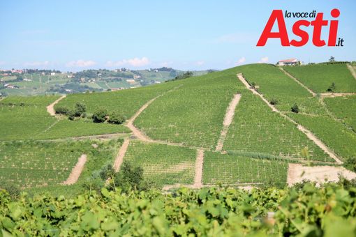 Prossime al via le misure di sostegno alla viticultura piemontese Prossime al via le misure di sostegno alla viticultura piemontese