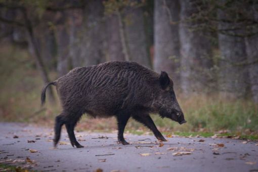 La Regione Piemonte propone un tavolo nazionale contro i pericoli della fauna selvatica La Regione Piemonte propone un tavolo nazionale contro i pericoli della fauna selvatica