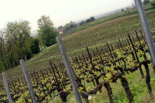 Vigneto