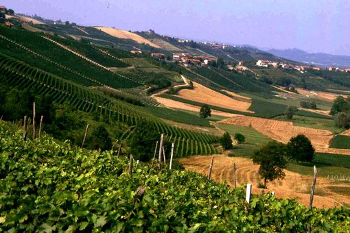 Moscato d'Asti, Barbera d'Asti e Brachetto d'Acqui sono in difficoltà. Ricagno (pres. Consorzio Brachetto): abbiamo chiesto lo stato di crisi alla Regione