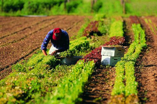 Dopo gli ambulanti scendono in piazza gli stagionali agricoli: "In 45mila esclusi da ogni aiuto in Piemonte" Dopo gli ambulanti scendono in piazza gli stagionali agricoli: "In 45mila esclusi da ogni aiuto in Piemonte"