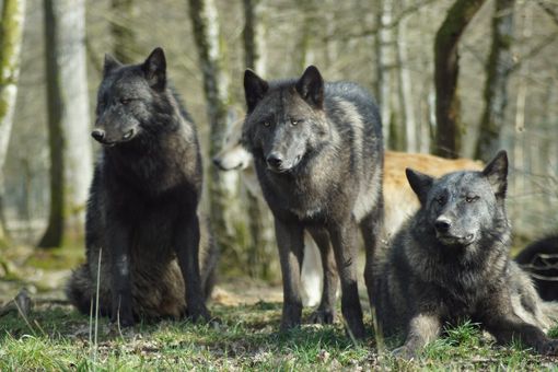 La Regione in sostegno degli allevatori piemontesi per i danni da predazione da lupi La Regione in sostegno degli allevatori piemontesi per i danni da predazione da lupi