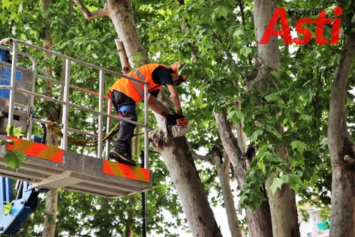 Il taglio ai platani di viale Pilone (MerfePhoto) Il taglio ai platani di viale Pilone (MerfePhoto)