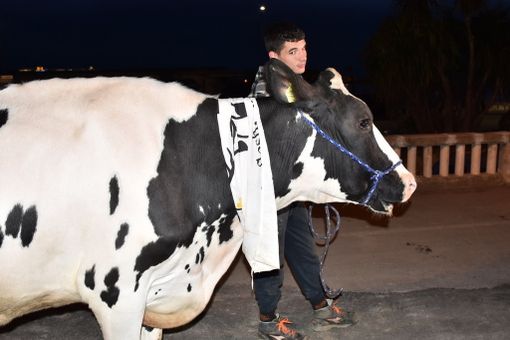La mucca Ercolina, simbolo delle proteste, ieri sera a passeggio per Sanremo (Sanremonews) La mucca Ercolina, simbolo delle proteste, ieri sera a passeggio per Sanremo (Sanremonews)