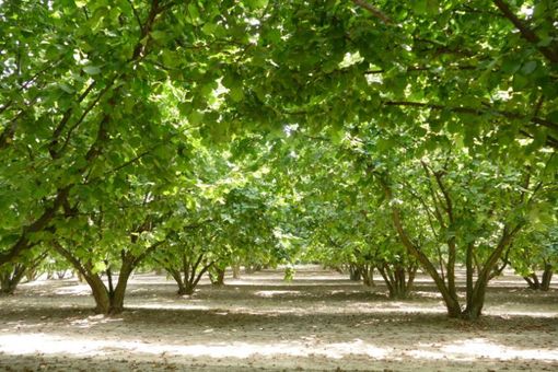 Verde pubblico, Ambiente Asti interroga l'amministrazione sul Piano del Verde