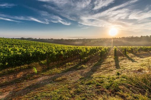 Export distretti piemontesi: Asti brilla nel vino, 2024 da record regionale