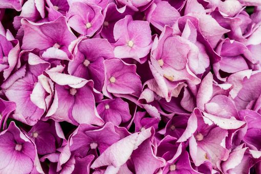 Un fiore per combattere la sclerosi multipla: questo weekend l'AISM torna in piazza Un fiore per combattere la sclerosi multipla: questo weekend l'AISM torna in piazza