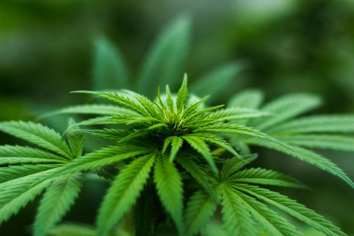 La canapa legale è per forza una sativa?