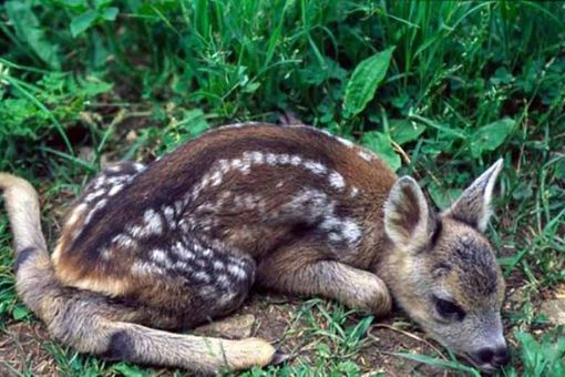 Immagine generica di archivio Immagine generica di archivio