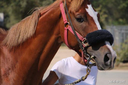 Remorex in una foto dello scorso anno (MerfePhoto)