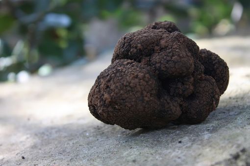 Tartufo nero: la politica &quot;all'attacco&quot;. Quaglia e Motta: &quot;La Giunta astigiana chiarisca l'interesse di Asti&quot;