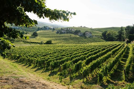 Vigna di Terre Alfieri