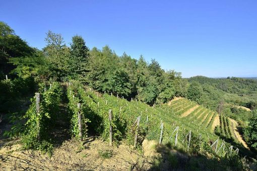 La riserva naturale della Val Sarmassa (Ph Museo Paleontologico)