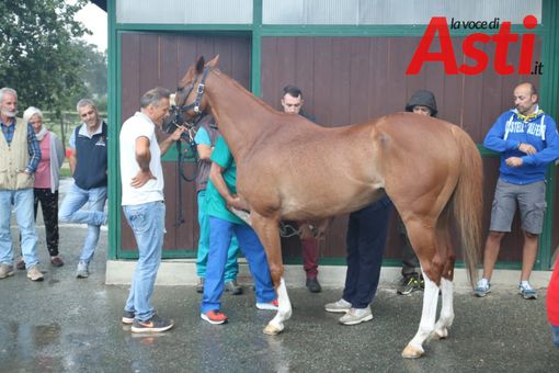 Palio di Asti: reso noto il calendario delle visite veterinarie per i cavalli partecipanti all'edizione 2024