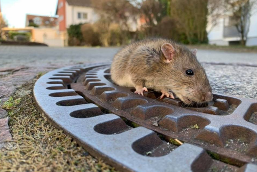 Immagine di archivio