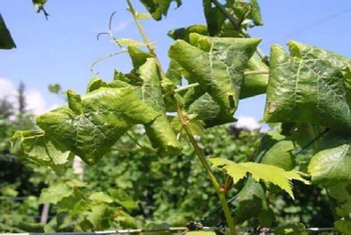 Flavescenza dorata della vite: operativo il tavolo tecnico regionale per l'emergenza Flavescenza dorata della vite: operativo il tavolo tecnico regionale per l'emergenza