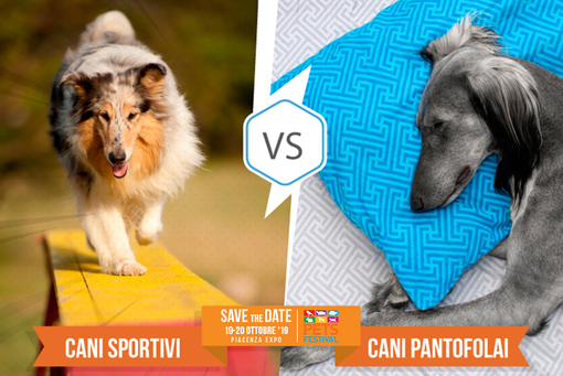 Partecipa al contest “Cani sportivi vs cani pantofolai” con Petsfestival