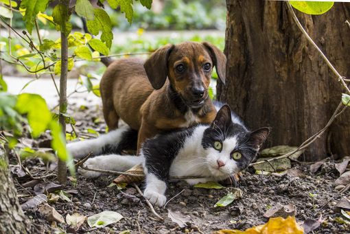 Onoranze funebri Ancona: la cremazione degli animali Onoranze funebri Ancona: la cremazione degli animali