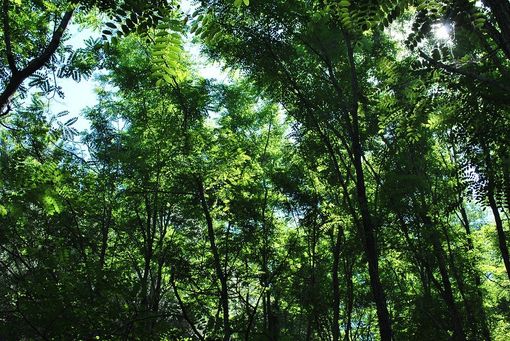 Festa dell’Albero 2019: da domani piantumazioni contro l’emergenza climatica Festa dell’Albero 2019: da domani piantumazioni contro l’emergenza climatica