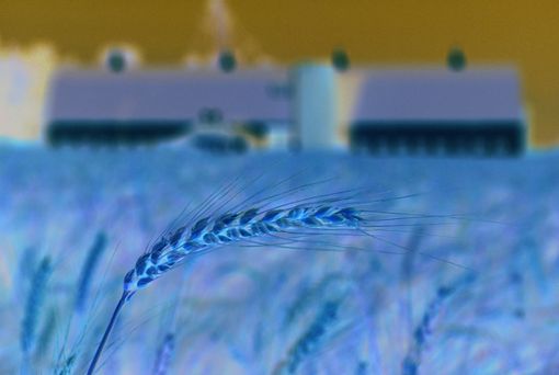 Agricoltura in crisi: Il settore sotto attacco dei cambiamenti climatici Agricoltura in crisi: Il settore sotto attacco dei cambiamenti climatici